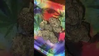 Weed Tray pt..3 #zaza #420 #fire #topshelf #smoke #loud #gas #bud