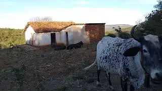 CAZINHA BRANCA ONDI NASEU OES FILLHO DE ZE DE JAIME