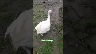 New Turkeys #Turkey #cute #farming #ireland #animals
