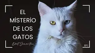 El misticismo de los gatos: &iquest;guardianes espirituales?  #cat #mystery #fyp #shorts #viral
