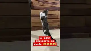 chet boxe 🥊🥊😹😹😹😹😹😹😹😹😹👍👍👍👍👍👍
