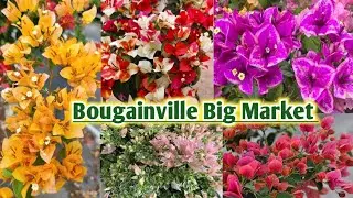 Grafted & Rooted Bougainvillea Sale | Bougainville Cuttings Available | Bougainville 2025 