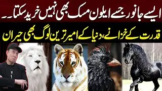 Most Expensive and Rare Animals in the World | 94 News |