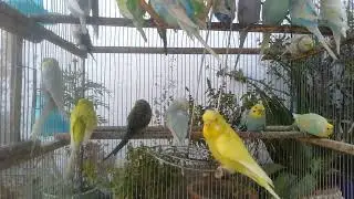 🌿 Smart Budgies Learning Tricks Naturally 🐤✨ #training #smartbirds