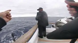Alijos Rock Yellowtail on the Excel