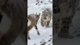 From Hunter to Guardian: Snow Leopard Saves the Ibex from a Golden Eagle