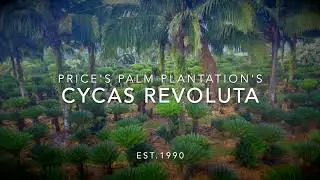 Cycas Revoluta at Price's Palm Plantation