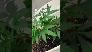 Blue Zushi Grow Day 46 Of Veg And Seeing Burns