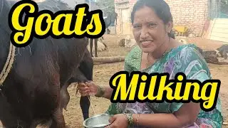 Goats milking by hands 🥰