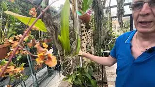 Trichocentrum (syn. Oncidium) undulatum and Warczewiczella (syn. Cochleantes) amazonica