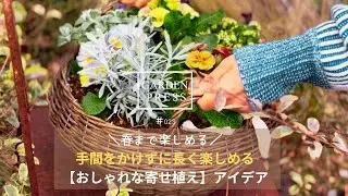 【冬のガーデニング】手間なし× 春まで長く楽しめる寄せ植えとは？｜植え替えなしで簡単＆おしゃれに楽しむコツ|ガーデニング｜庭づくり｜手間いらず｜寒さに強い寄せ植え｜おしゃれな庭