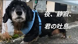 地上15cmのサーチライト。夜にしか出会えない『音』と『匂い』を探して Ep.782」