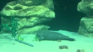 Manatee with the munchies! #shorts,#travelrush,#Epcot,#disney,#Animals,#Cute#manattes