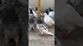 golden madi #pigeonsale #pigeon #kabootar #birds #kabutar #facts #shortsvideo #pigeonlover #pigeons
