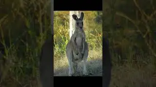 Wild Wonders | kangaroos, Mount Ainslie, Canberra, ACT, AU #birds #animals #wildlife #nature