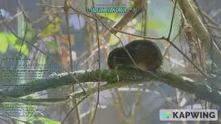 Bornean mountain ground squirrel (Sundasciurus everetti)