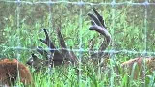Midwest Woodlots LLC - breeder bucks
