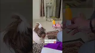 Not a pet, not a dog&hellip; it's family ❤️🐶 #pets #funny #funnyvideo #funnyshorts #fun #shifu #viral