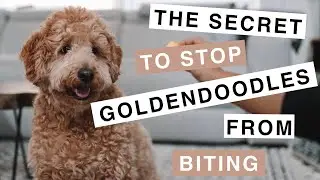 Theo the Mini Goldendoodle (F1B)- How to get your dog to stop biting