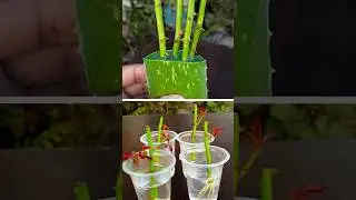 Best & easy to grow rose plant at home from cutting || Water propagation for gardening //#reels