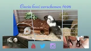 Caviakooi verschonen #700