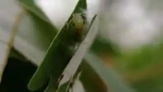 Leaf-rolling Cricket nymph constructing shelter (Phryganogrylllacris sp, Gryllacrididae)