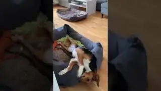 Remember Heidi the very scared girl ? She is in a foster home in Germany now and she is so happy ❤️