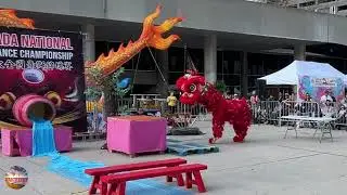 Vancity Lion Dance Saving Baby Lion from Spider Skit.
