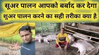 सूअर पालन आपको बर्बाद कर देगा || suar palan || how to start pig farming || sukar palan mandhata up ?