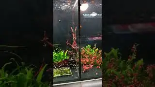 Caridina Garnelen im Aquarium - Black Panda Garnele & Red Bee Garnelen
