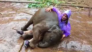 Baby Elephant Love