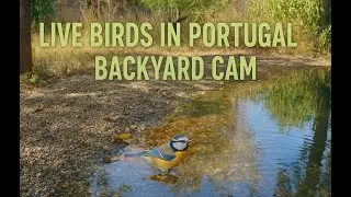25.12.2025 09:00 🟥 LiveStream – Bird Activity at a Peaceful Backyard Pond