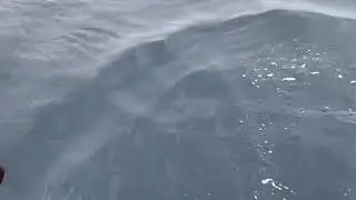 Common dolphins
