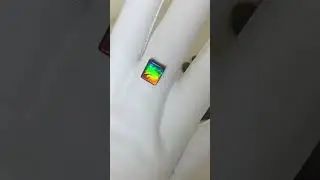 The color of ammolite is rainbow-like, multicolored, vivid, and dynamic. (8x10mm) #ammolite #rainbow