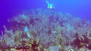 The Friendly Grouper, Cayman Brac