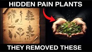 20 Plants That Can Replace Painkillers | And Why Doctors Never Prescribe Them