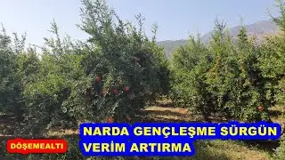 D&ouml;şemealtı - 29 Yaşındaki Nar Bah&ccedil;esinde Gen&ccedil;leştirme Verim S&uuml;rg&uuml;n Aldırma Ve Bakımı
