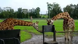 Australian Vlog| NSW| MOGO| WildLife Park| animal feeding|