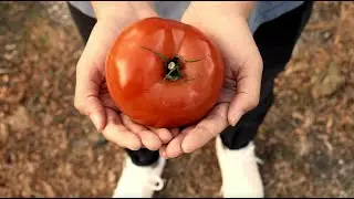 Organic City Roots | Uncommon Ground