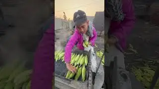 Corn Cooking in Coal Ash Method 100#fblifestyle100 Years Old