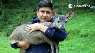 JÓVEN LOGRÓ DOMESTICAR UN VENADO GRIS SALVAJE | Ciberoteca