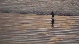 Penguin in sunset
