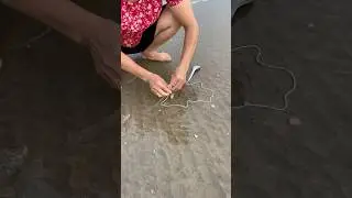 Catching mantis shrimp on shore 2 | #shrimp #catchingseafood #onshore