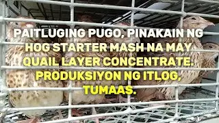 Paitluging Pugo, Pinakain ng Hog Starter Mash with Quail Concentrate. Produksiyon ng Itlog, Tumaas.