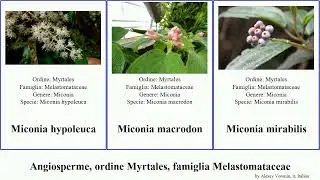 Angiosperme, ordine Myrtales, famiglia Melastomataceae miconia medinilla tibouchina microlicia