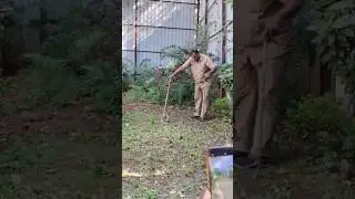 Snake found in our office #snake #snakevideo #ytshorts #trending #snakerescue #viral