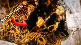 New Chick Hatched 🐣 | Cleaning My Ducks & Chickens House | Fuad & Pets