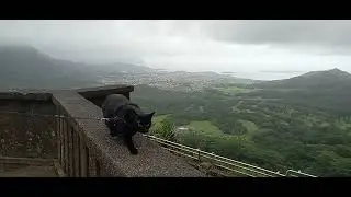 Black Cat enjoys cool temps @ misty lookout