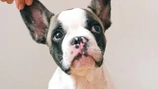 TOP 5 MOST EXPENSIVE DOG BREEDS IN THE WORLD 2021