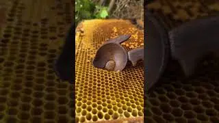 🍯  Мёд #сладости #мед #мёд #вкусно#соты #сота #вкусноиполезно #красиво#десерты #еда